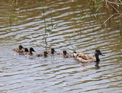 Hersek Lag�n�, �reme merkezi oluyor